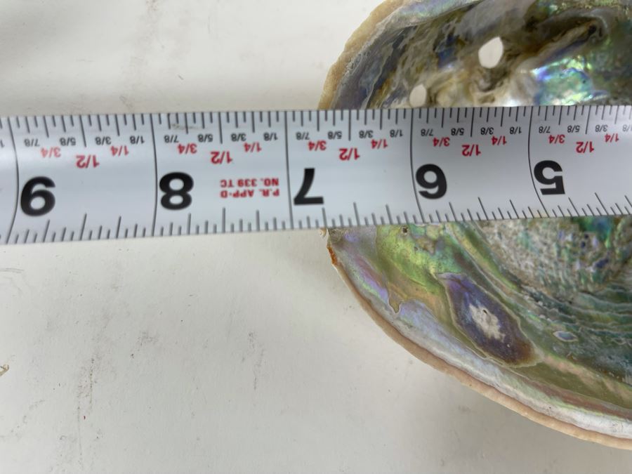 Three Abalone Shells 7L And 6L [Photo 11]