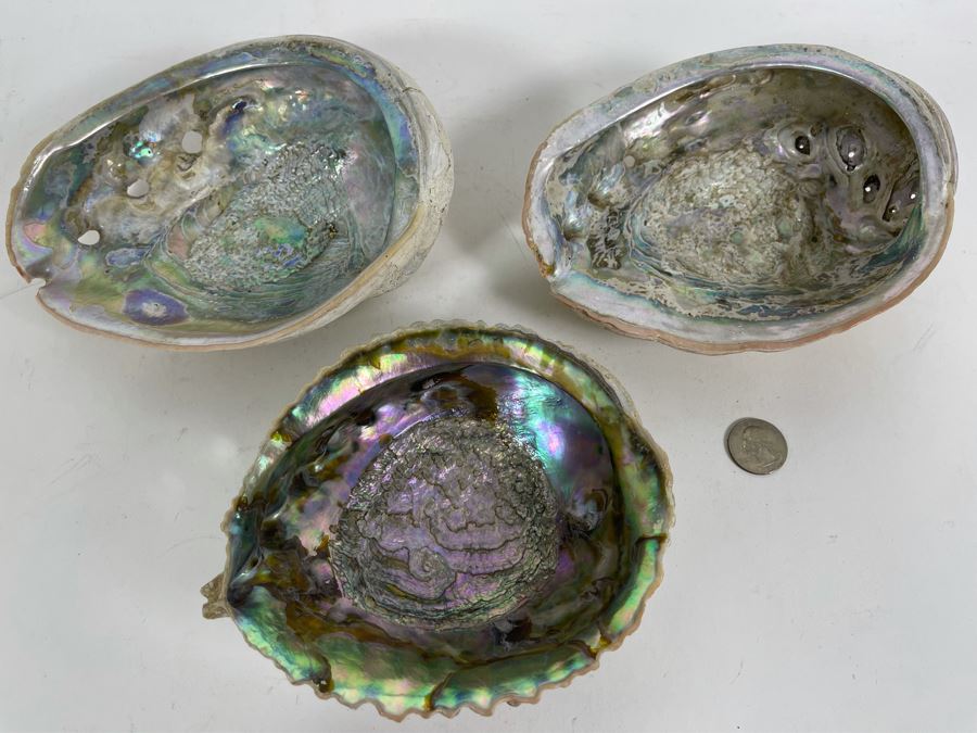 Three Abalone Shells 7L And 6L