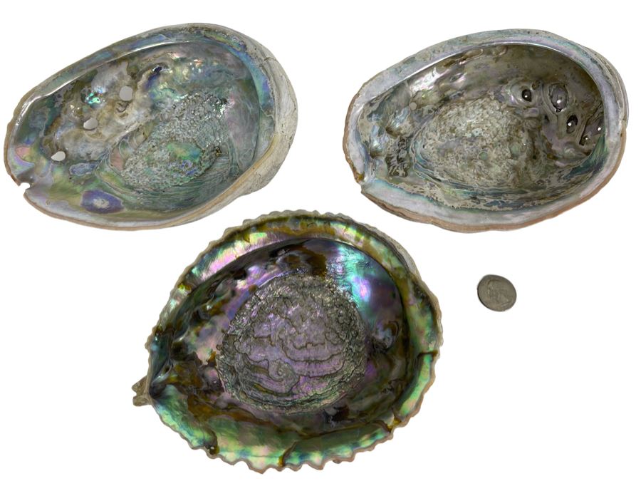 Three Abalone Shells 7L And 6L [Photo 1]