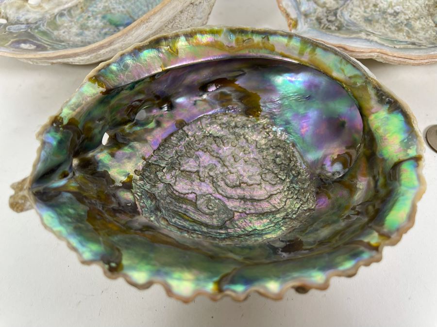 Three Abalone Shells 7L And 6L [Photo 4]