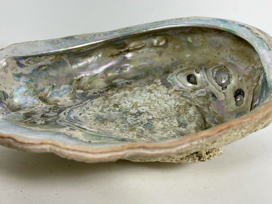 Three Abalone Shells 7L And 6L [Photo 9]