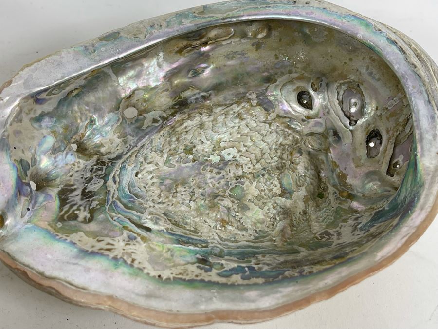 Three Abalone Shells 7L And 6L [Photo 8]