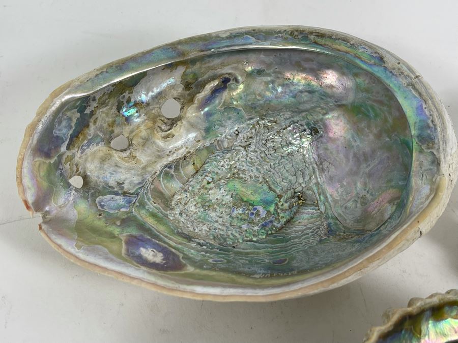 Three Abalone Shells 7L And 6L [Photo 6]