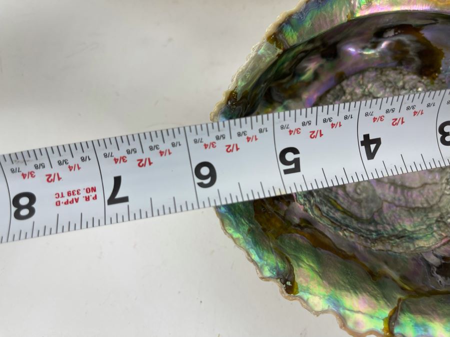 Three Abalone Shells 7L And 6L [Photo 10]
