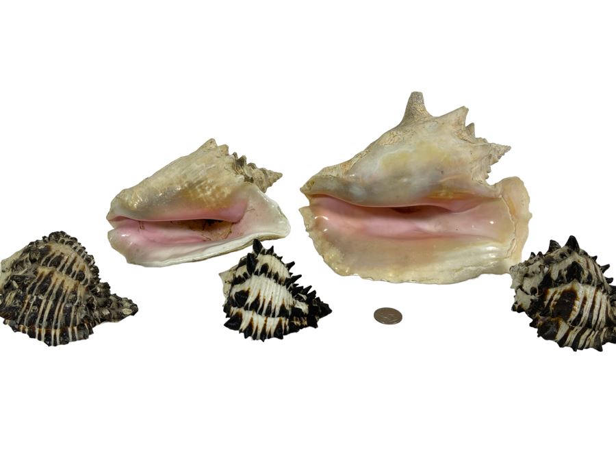 Five Organic Seashells Including Conch Shells [Photo 1]