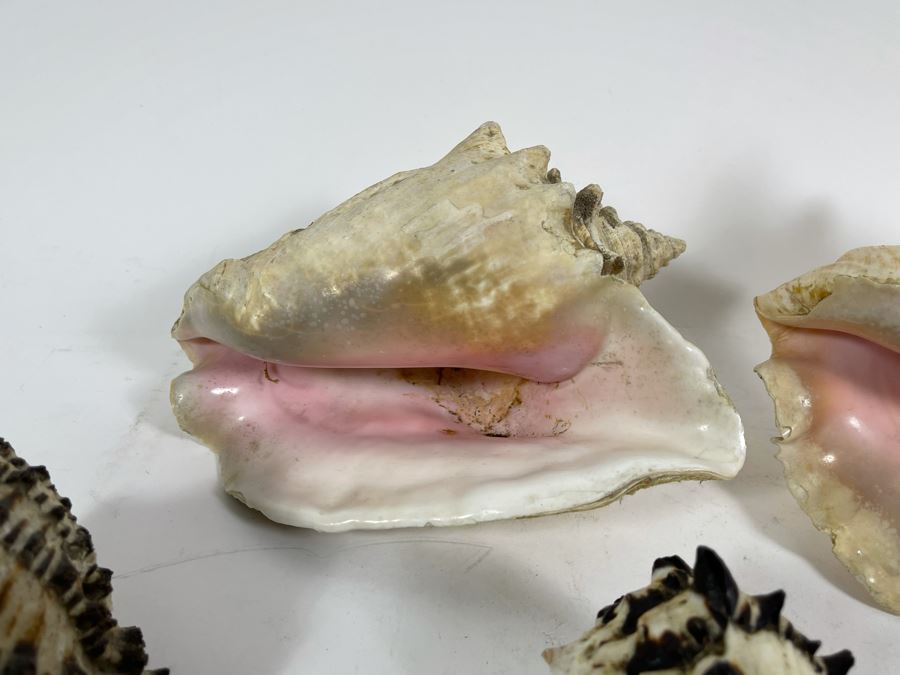 Five Organic Seashells Including Conch Shells [Photo 6]
