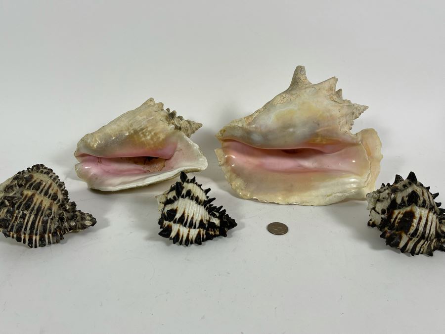 Five Organic Seashells Including Conch Shells [Photo 2]