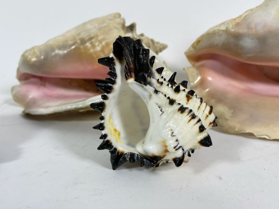 Five Organic Seashells Including Conch Shells [Photo 9]