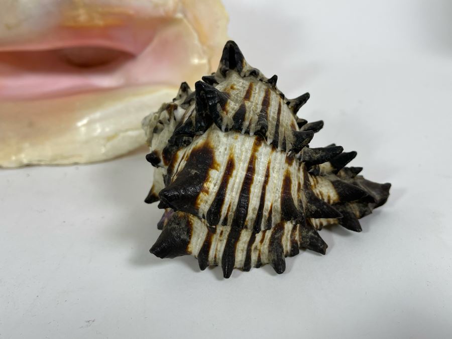 Five Organic Seashells Including Conch Shells [Photo 8]
