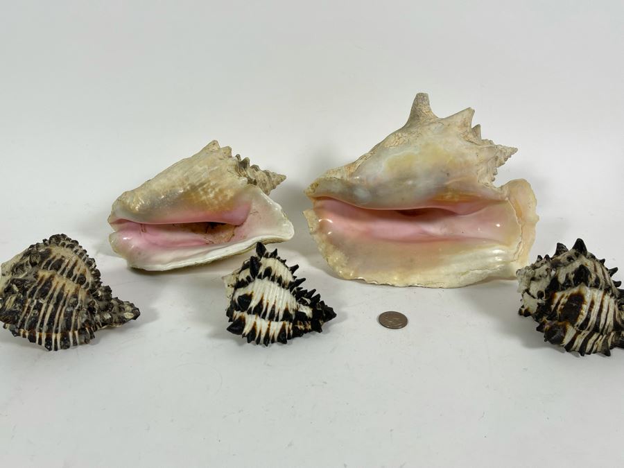 Five Organic Seashells Including Conch Shells [Photo 3]