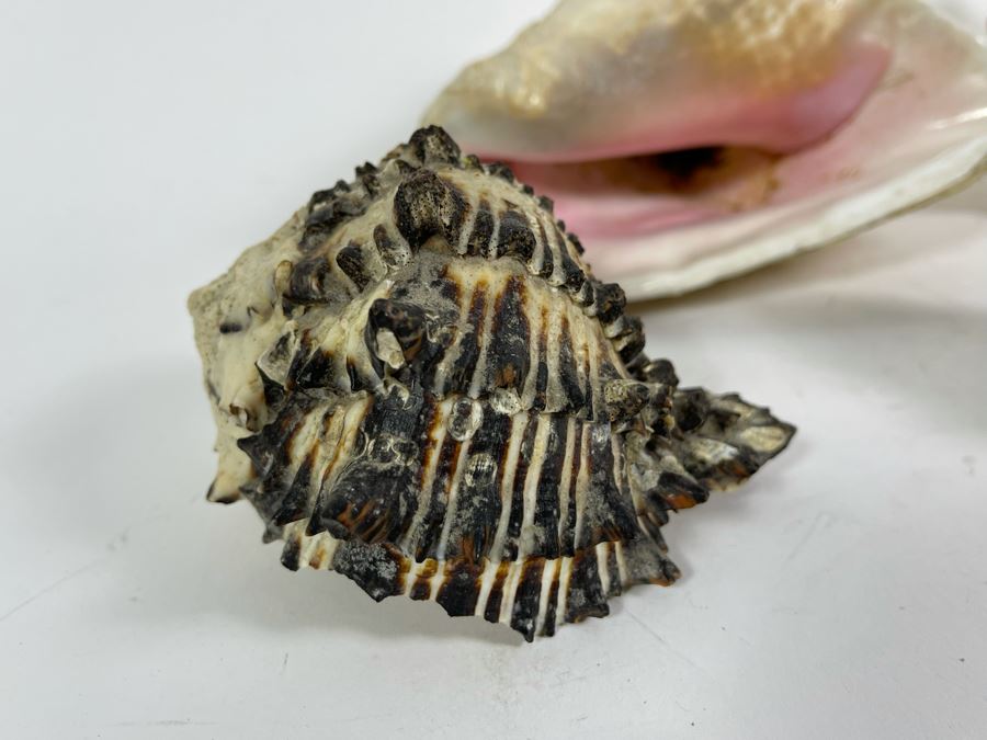 Five Organic Seashells Including Conch Shells [Photo 7]