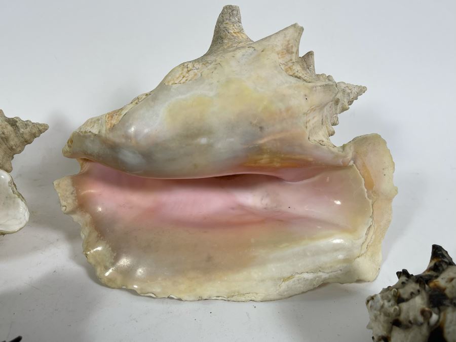Five Organic Seashells Including Conch Shells [Photo 4]