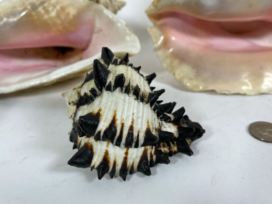 Five Organic Seashells Including Conch Shells [Photo 5]