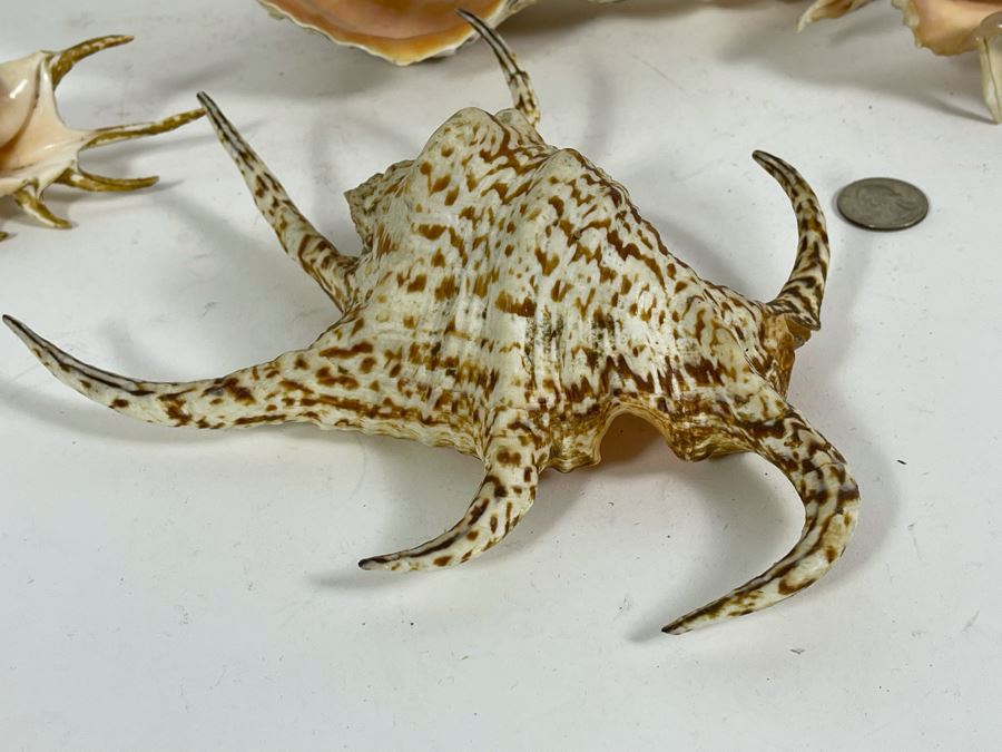 Four Organic Seashells [Photo 8]