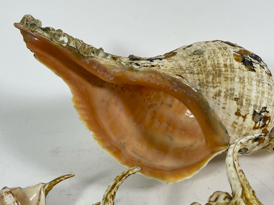 Four Organic Seashells [Photo 5]