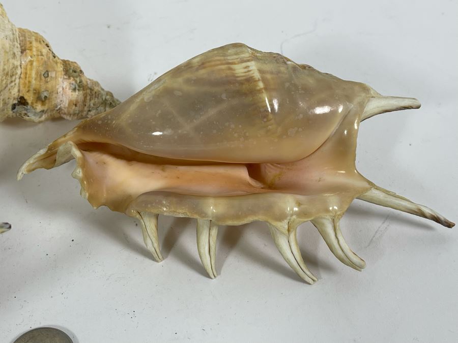 Four Organic Seashells [Photo 6]