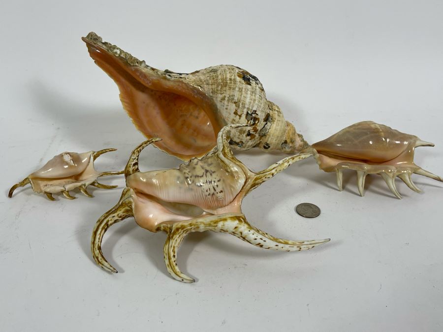 Four Organic Seashells [Photo 3]