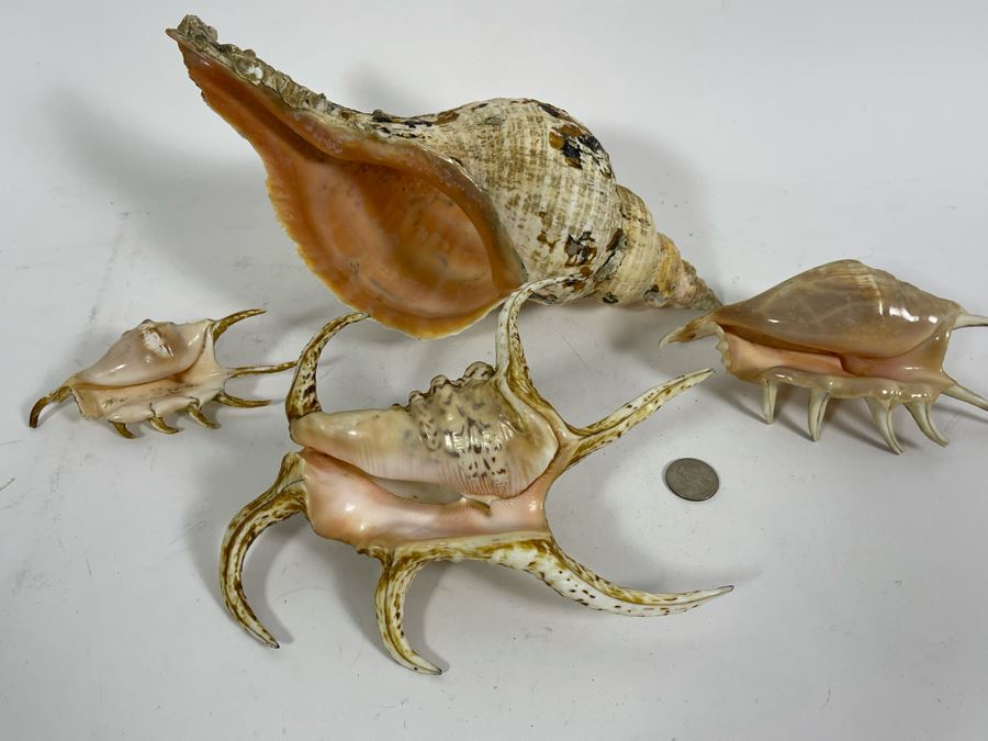 Four Organic Seashells [Photo 2]