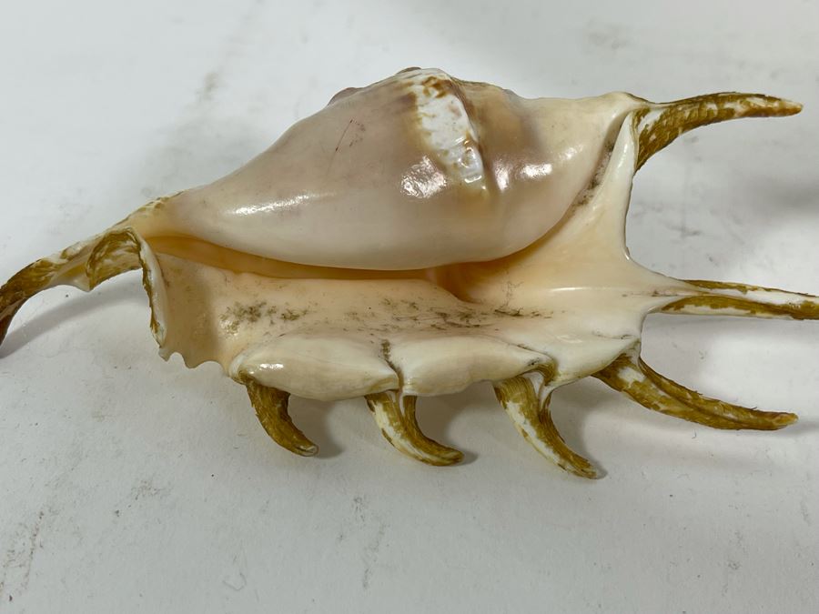 Four Organic Seashells [Photo 7]