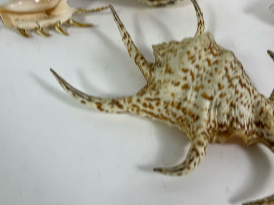 Four Organic Seashells [Photo 10]