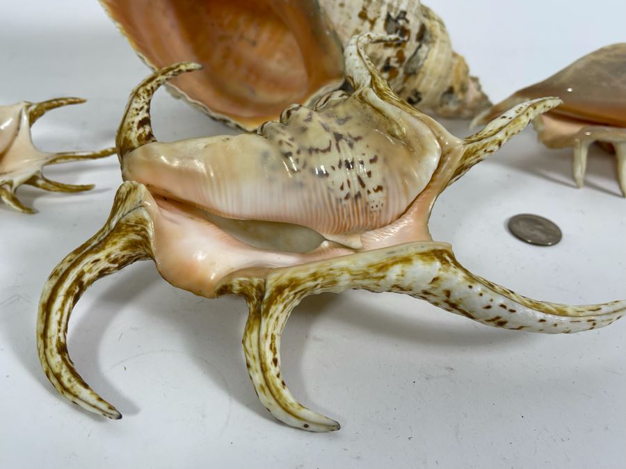 Four Organic Seashells [Photo 4]