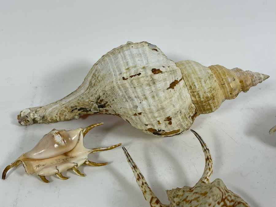 Four Organic Seashells [Photo 9]