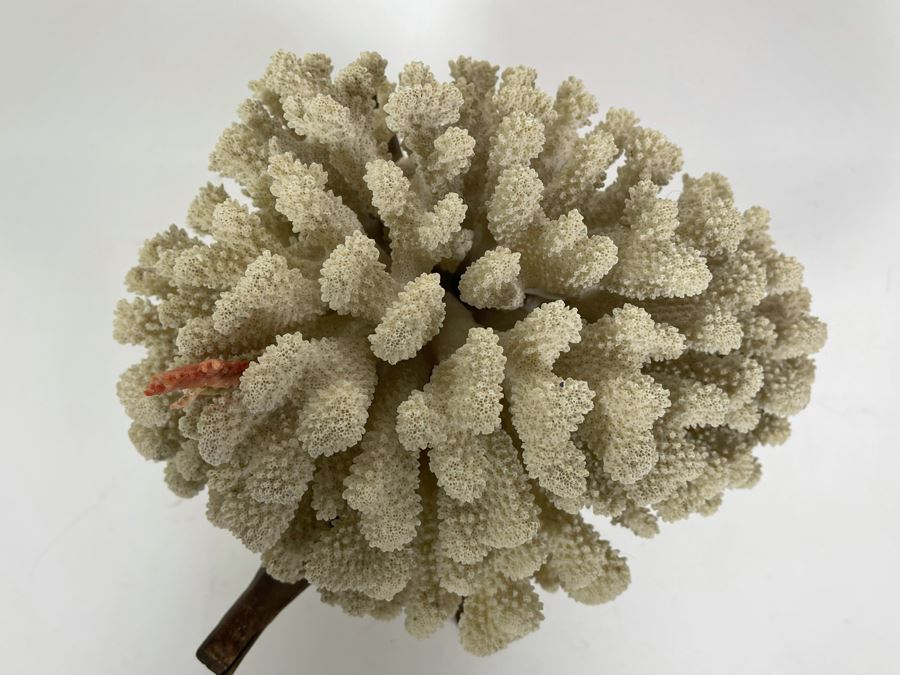 Organic White Coral With Wooden Stand 11W X 7H [Photo 11]