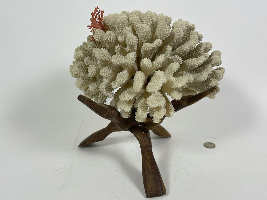 Organic White Coral With Wooden Stand 11W X 7H [Photo 5]