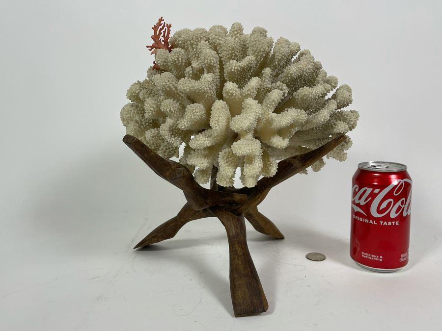 Organic White Coral With Wooden Stand 11W X 7H [Photo 10]
