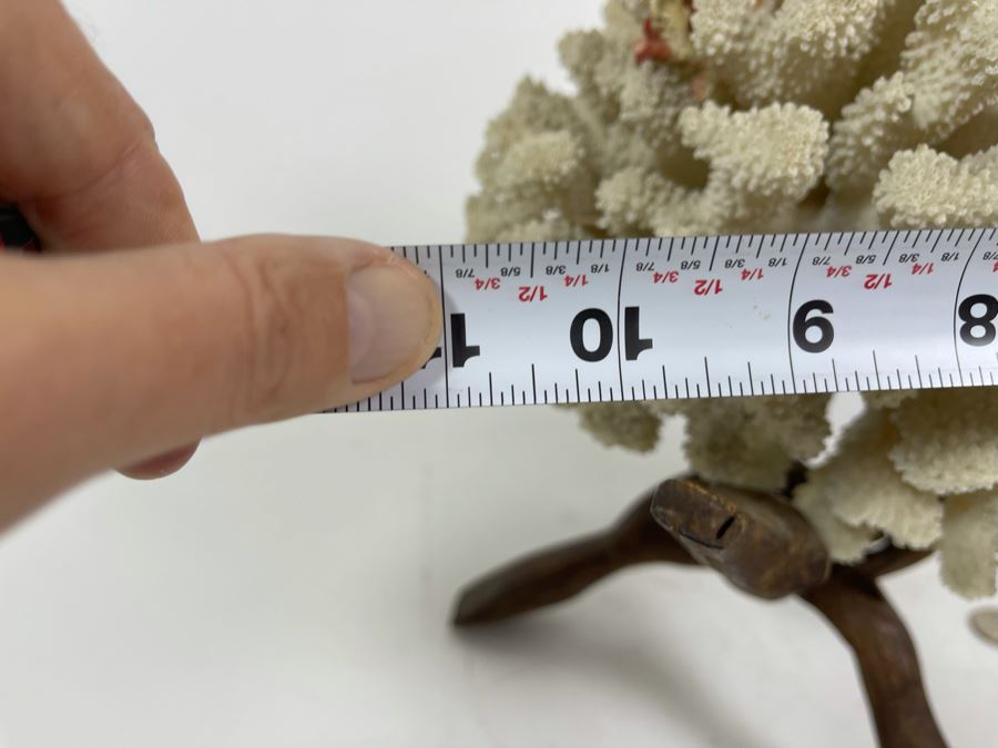 Organic White Coral With Wooden Stand 11W X 7H [Photo 14]