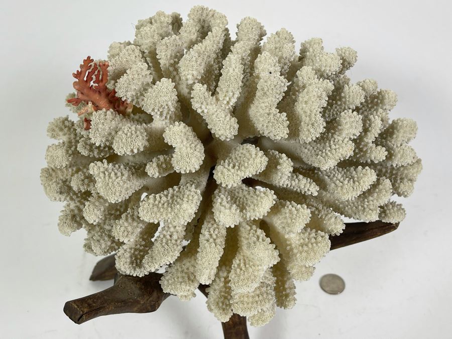 Organic White Coral With Wooden Stand 11W X 7H [Photo 4]