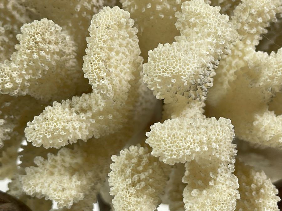 Organic White Coral With Wooden Stand 11W X 7H [Photo 7]