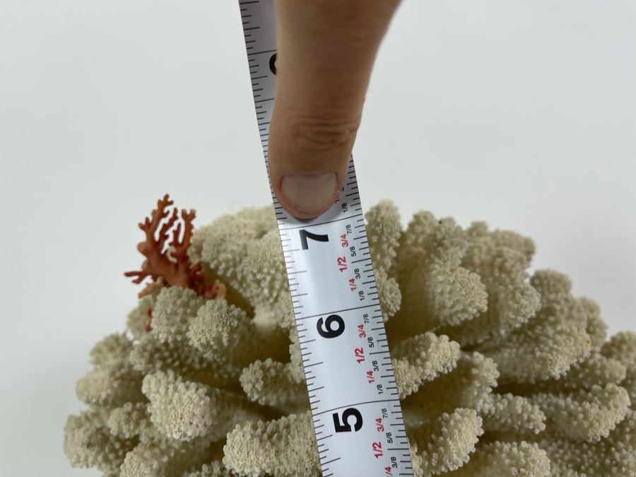 Organic White Coral With Wooden Stand 11W X 7H [Photo 15]