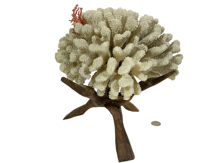 Organic White Coral With Wooden Stand 11W X 7H [Photo 1]