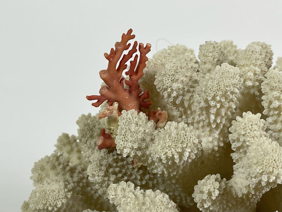 Organic White Coral With Wooden Stand 11W X 7H [Photo 6]