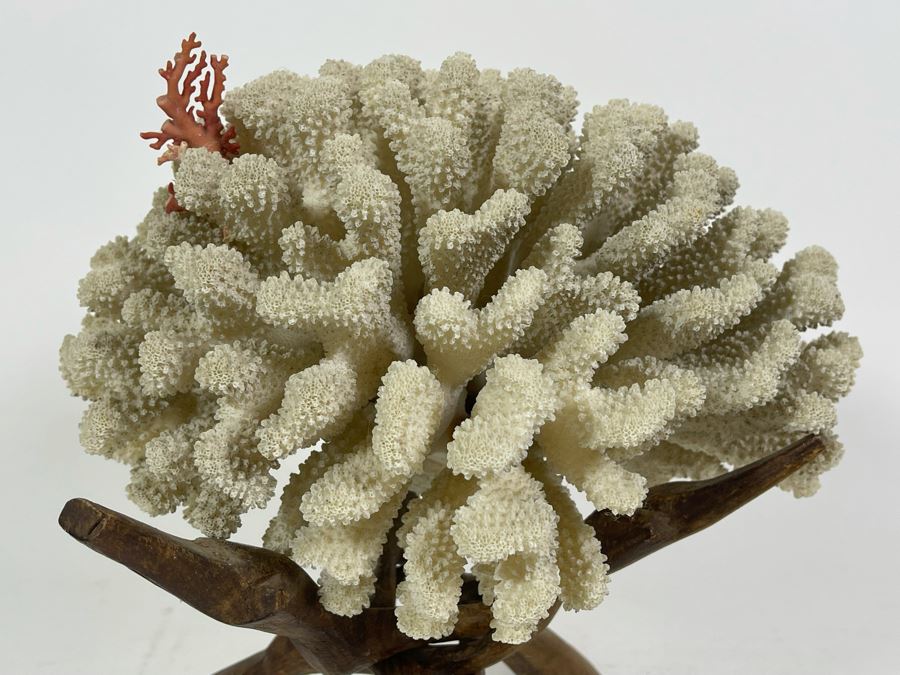 Organic White Coral With Wooden Stand 11W X 7H [Photo 3]