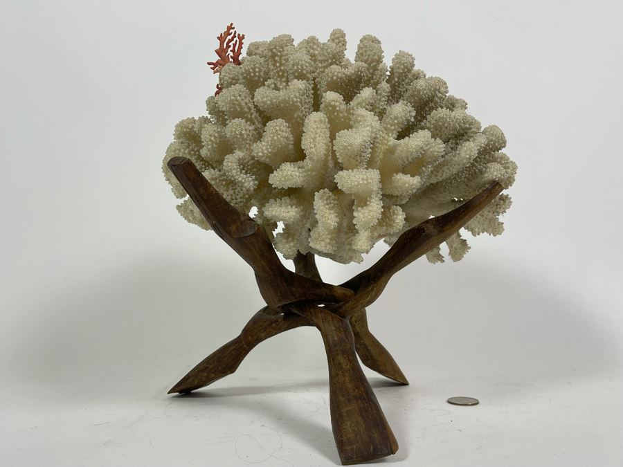 Organic White Coral With Wooden Stand 11W X 7H [Photo 9]