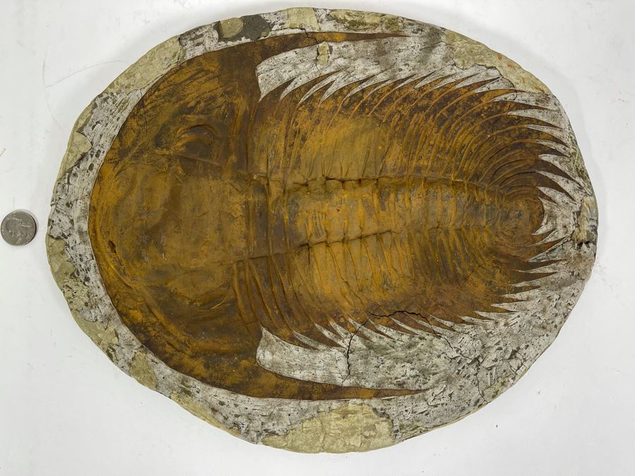Large Trilobite Fossil On Matrix 14W X 11.5D X 1.25H [Photo 2]