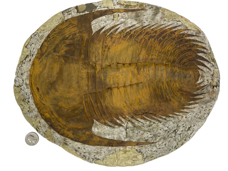 Large Trilobite Fossil On Matrix 14W X 11.5D X 1.25H