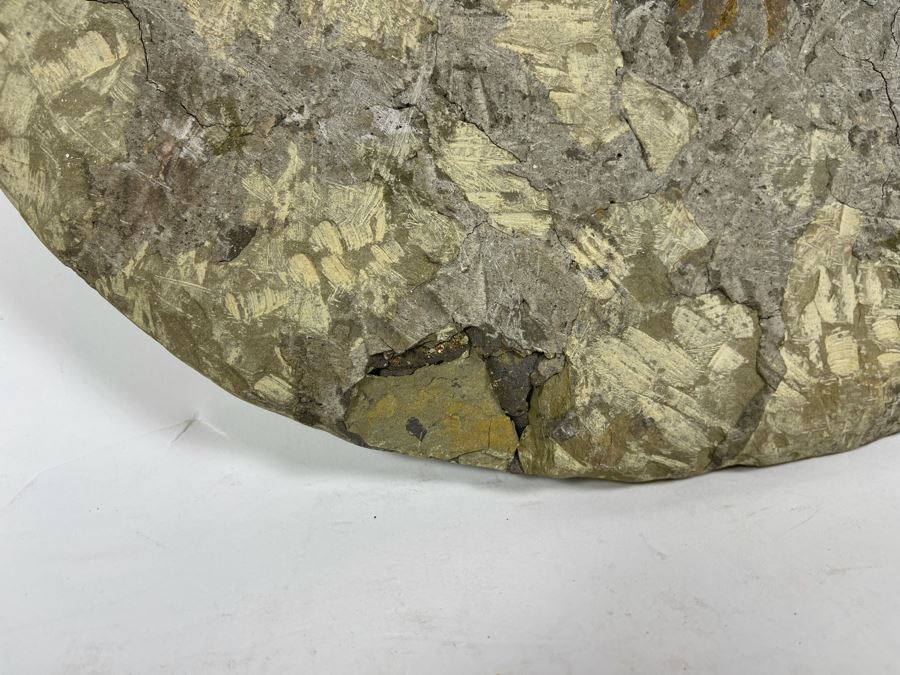 Large Trilobite Fossil On Matrix 14W X 11.5D X 1.25H [Photo 12]