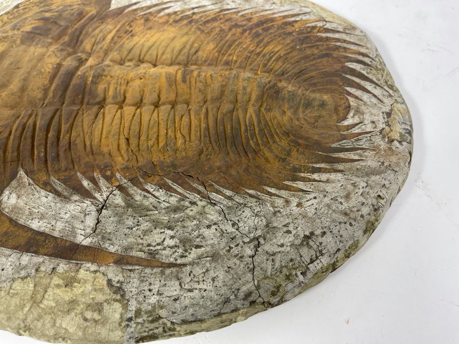 Large Trilobite Fossil On Matrix 14W X 11.5D X 1.25H [Photo 6]