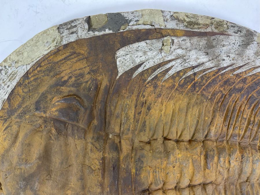 Large Trilobite Fossil On Matrix 14W X 11.5D X 1.25H [Photo 9]