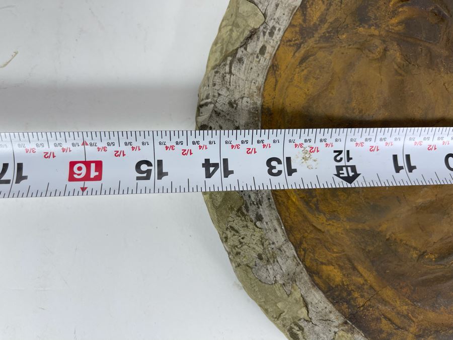 Large Trilobite Fossil On Matrix 14W X 11.5D X 1.25H [Photo 13]