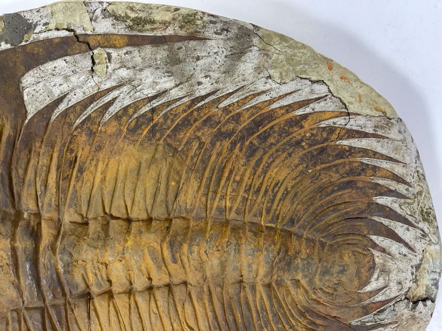 Large Trilobite Fossil On Matrix 14W X 11.5D X 1.25H [Photo 8]