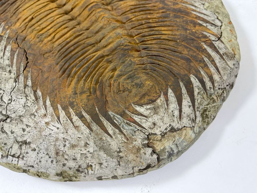 Large Trilobite Fossil On Matrix 14W X 11.5D X 1.25H [Photo 7]