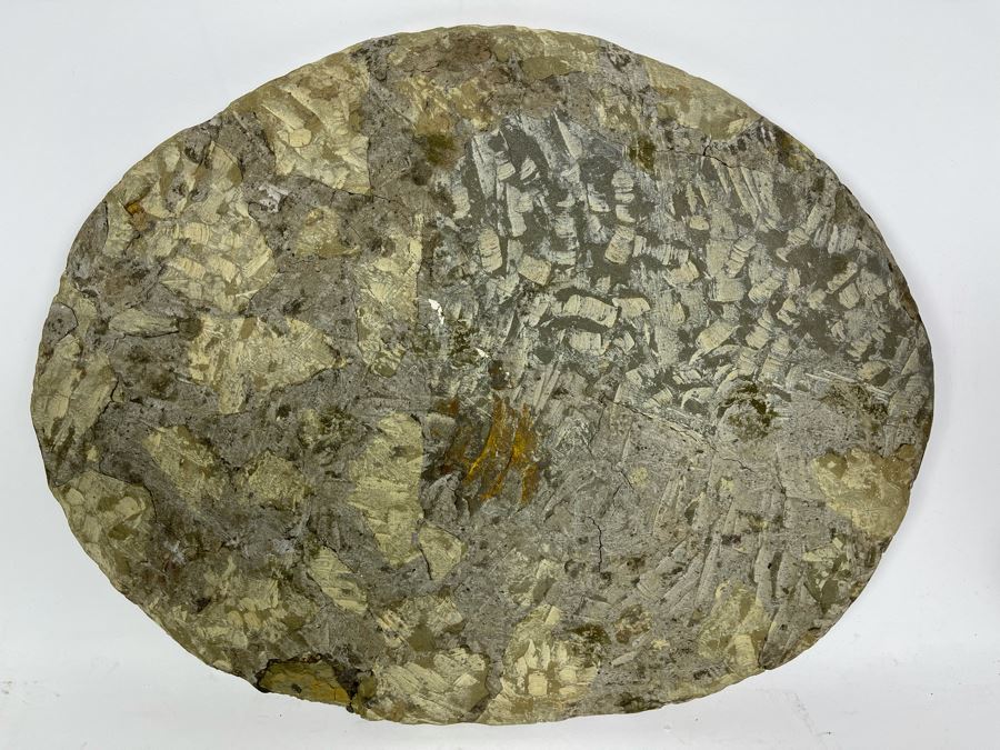 Large Trilobite Fossil On Matrix 14W X 11.5D X 1.25H [Photo 11]