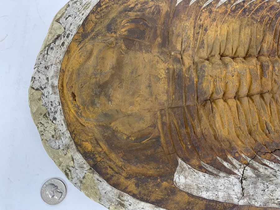 Large Trilobite Fossil On Matrix 14W X 11.5D X 1.25H [Photo 4]