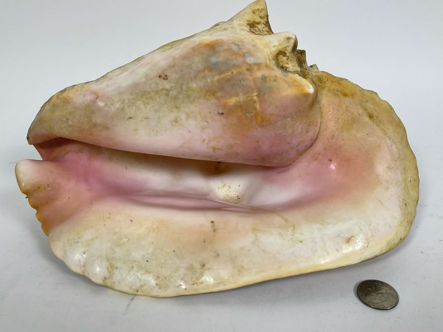 Large Organic Conch Shell 12L [Photo 3]