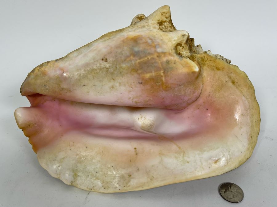 Large Organic Conch Shell 12L [Photo 2]