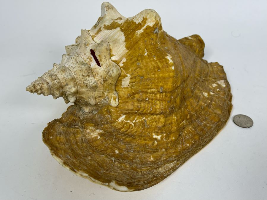 Large Organic Conch Shell 12L [Photo 5]